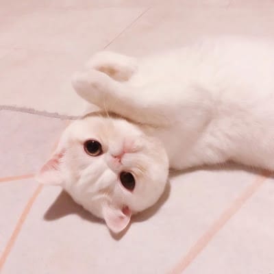 علی مزمل avatar